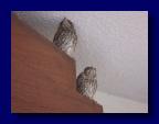 090613-082546 (Gaby Kreiner)